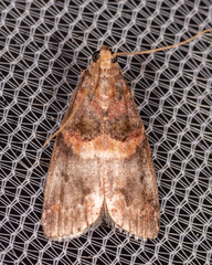 Acrobasis angusella