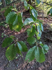 Quercus montana
