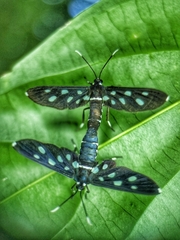 Amata stellaris