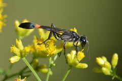 Ammophila procera