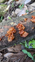 Sirobasidium magnum