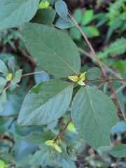 Rhododendron breviperulatum