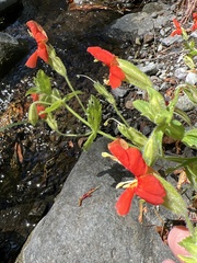 Erythranthe cardinalis