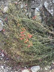 Penstemon rostriflorus
