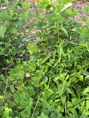 Erythrina flabelliformis