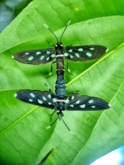 Amata stellaris