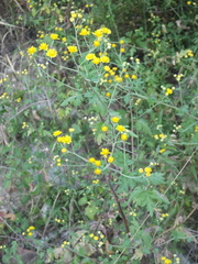 Chrysanthemum lavandulifolium