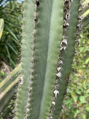 Pilosocereus