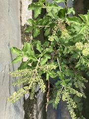 Ocimum tenuiflorum