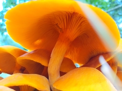 Tricholomopsis decora