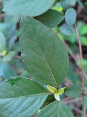 Rhododendron breviperulatum