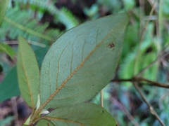Rhododendron breviperulatum