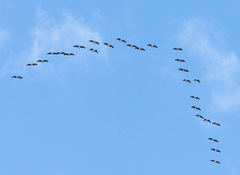 Threskiornis spinicollis