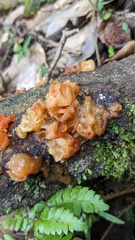 Sirobasidium magnum