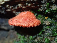 Crepidotus cinnabarinus
