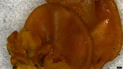 Sirobasidium magnum