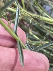 Penstemon rostriflorus