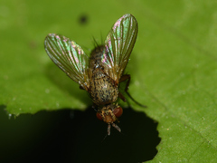 Siphonini