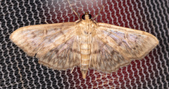 Herpetogramma pertextalis