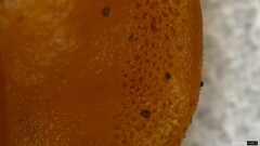 Sirobasidium magnum