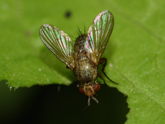 Siphonini