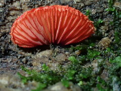 Crepidotus cinnabarinus