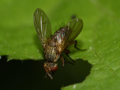 Siphonini