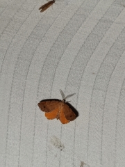 Mellilla xanthometata