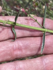 Penstemon rostriflorus