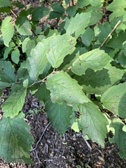 Hamamelis virginiana