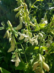 Lathyrus gmelinii