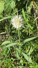 Dipsacus laciniatus