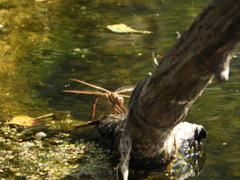 Aeshna grandis