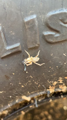 Araneae