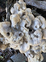 Entoloma abortivum