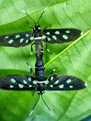 Amata stellaris
