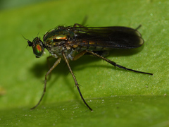 Poecilobothrus nobilitatus