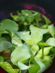 Ischnura asiatica