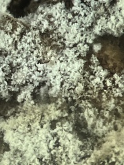 Lepraria finkii