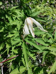 Clematis alpina sibirica