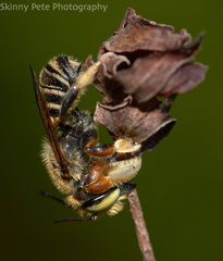Megachile albitarsis
