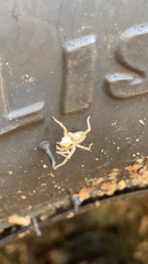 Araneae