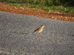 Galerida magnirostris
