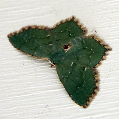 Chloropteryx tepperaria