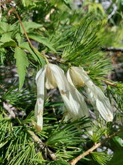 Clematis alpina sibirica