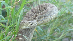 Crotalus viridis