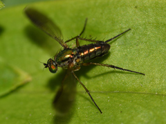 Poecilobothrus nobilitatus