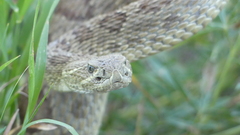 Crotalus viridis