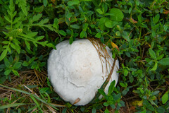 Calvatia cyathiformis