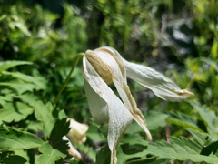 Clematis alpina sibirica